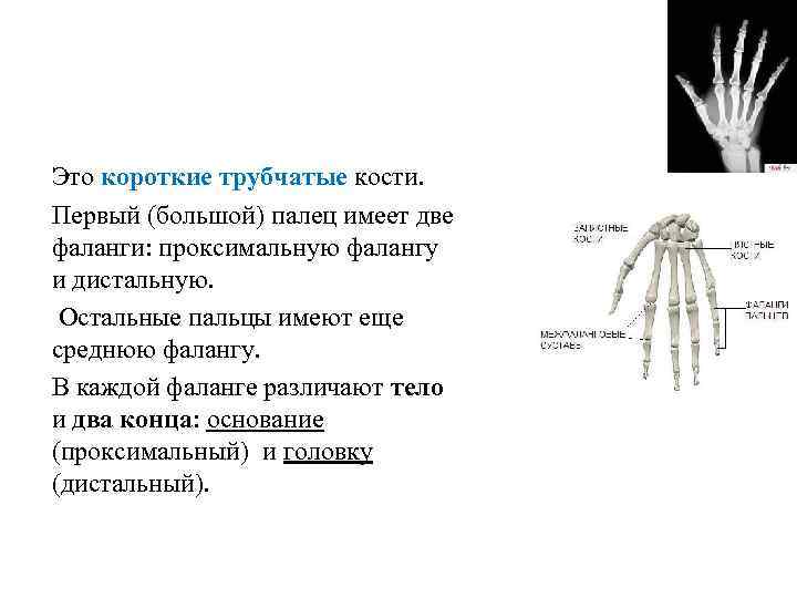 Фаланга кости