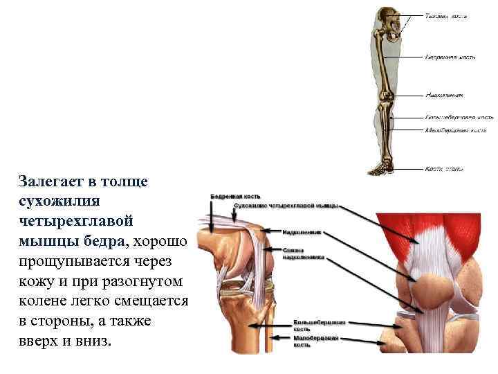 Боли в мышцах коленного сустава