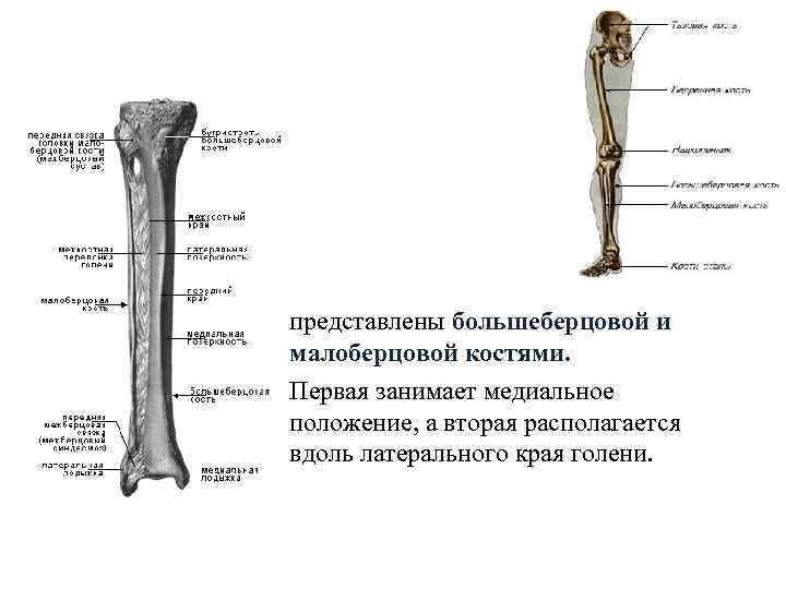 представлены большеберцовой и малоберцовой костями. Первая занимает медиальное положение, а вторая располагается вдоль латерального