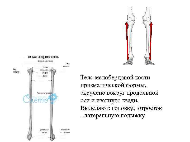 Тело малоберцовой кости призматической формы, скручено вокруг продольной оси и изогнуто кзади. Выделяют: головку,