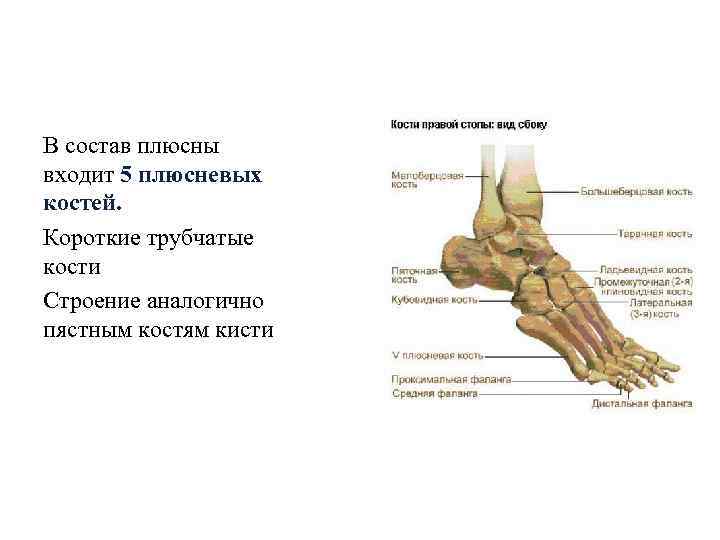 В состав плюсны входит 5 плюсневых костей. Короткие трубчатые кости Строение аналогично пястным костям