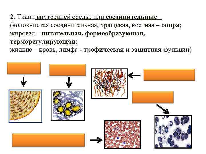 Ткани внутренней среды. Классификация тканей внутренней среды. Строение и функции тканей внутренней среды. Ткани внутренней среды рыхлая соединительная ткань. Ткани внутренней среды гистология.