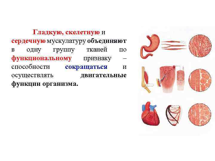 Гладкую, скелетную и сердечную мускулатуру объединяют в одну группу тканей по функциональному признаку –