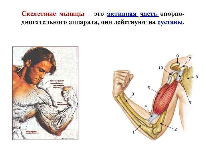 Скелетные мышцы – это активная часть опорнодвигательного аппарата, они действуют на суставы. 
