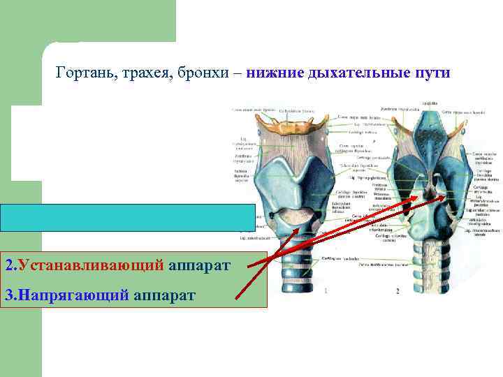 Гортань трахея бронхи. Устанавливающий и напрягающий аппарат гортани анатомия. Понятие об устанавливающем и напрягающем аппаратах гортани. Гортань нижние дыхательные пути. Напряшающтй аппарат гортан.