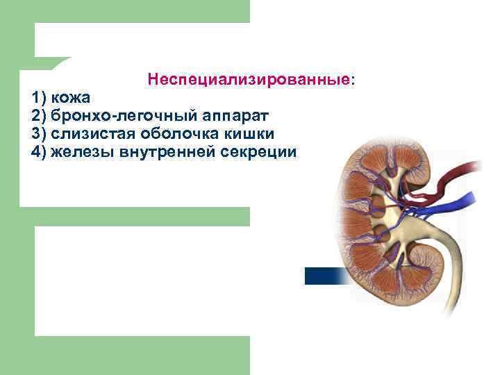 Неспециализированные: 1) кожа 2) бронхо-легочный аппарат 3) слизистая оболочка кишки 4) железы внутренней секреции