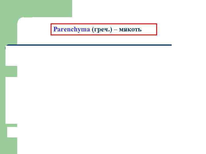 Parenchyma (греч. ) – мякоть 