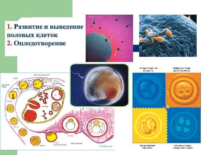 1. Развитие и выведение половых клеток 2. Оплодотворение 