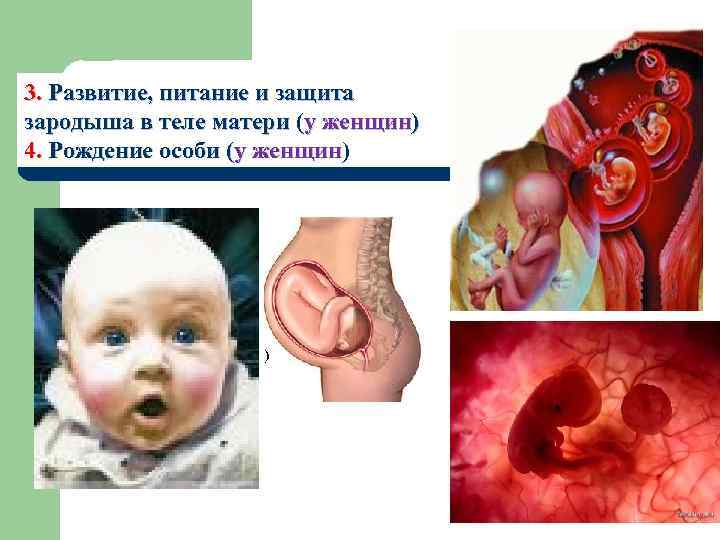 3. Развитие, питание и защита зародыша в теле матери (у женщин) 4. Рождение особи