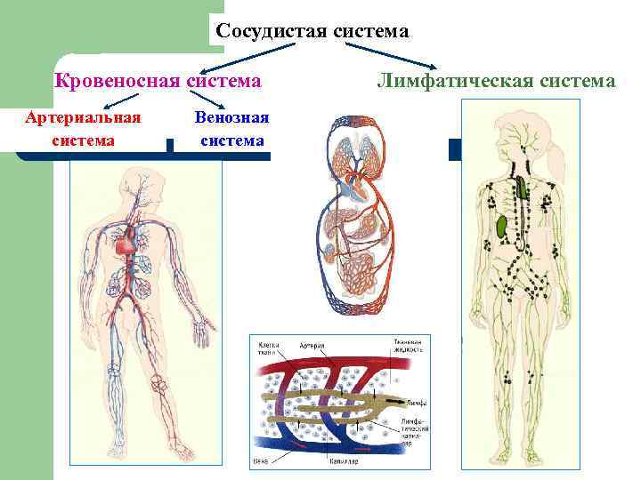 Сосудистая система Кровеносная система Артериальная система Венозная система Лимфатическая система 