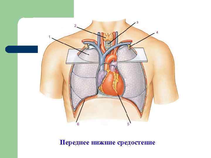 Переднее нижние средостение 