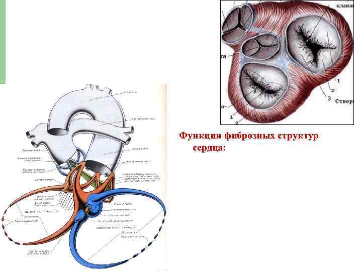 Функции фиброзных структур сердца: 