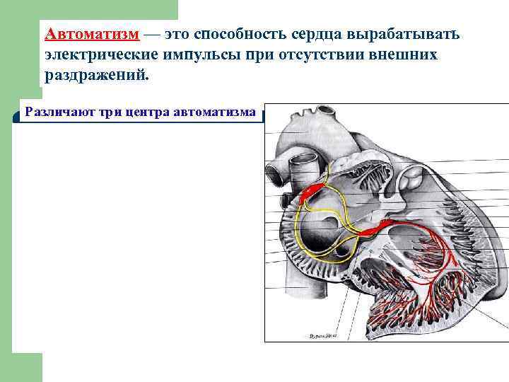 Автоматизм — это способность сердца вырабатывать электрические импульсы при отсутствии внешних раздражений. Различают три