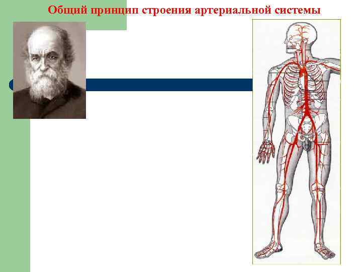 Общий принцип строения артериальной системы 