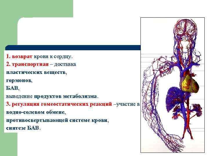 1. возврат крови к сердцу. 2. транспортная – доставка пластических веществ, гормонов, БАВ, выведение