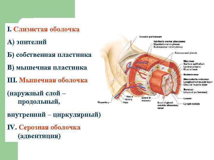 I. Слизистая оболочка А) эпителий Б) собственная пластинка В) мышечная пластинка III. Мышечная оболочка