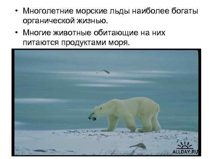  • Многолетние морские льды наиболее богаты органической жизнью. • Многие животные обитающие на