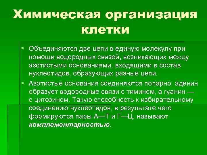 Химическая организация клетки § Объединяются две цепи в единую молекулу при помощи водородных связей,
