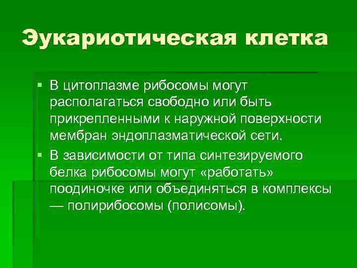 Эукариотическая клетка § В цитоплазме рибосомы могут располагаться свободно или быть прикрепленными к наружной