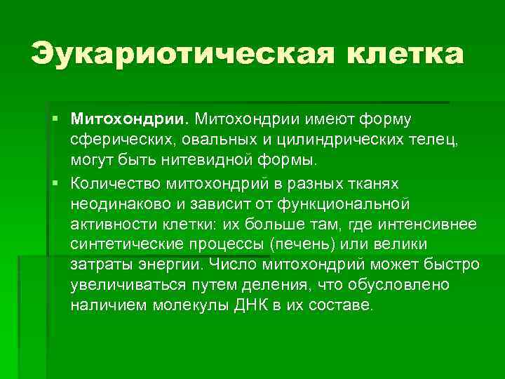 Эукариотическая клетка § Митохондрии имеют форму сферических, овальных и цилиндрических телец, могут быть нитевидной