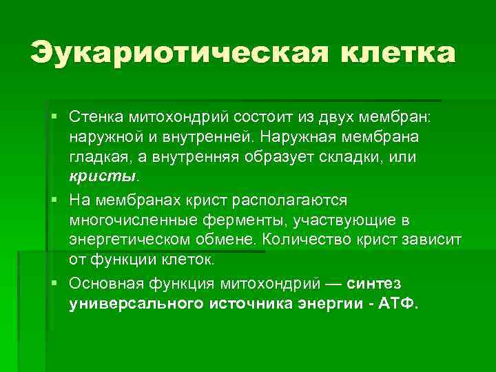 Эукариотическая клетка § Стенка митохондрий состоит из двух мембран: наружной и внутренней. Наружная мембрана