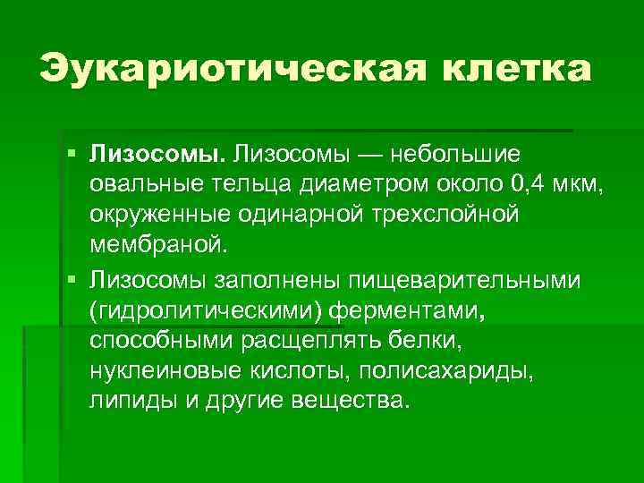 Эукариотическая клетка § Лизосомы — небольшие овальные тельца диаметром около 0, 4 мкм, окруженные