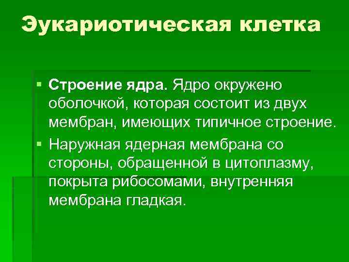 Эукариотическая клетка § Строение ядра. Ядро окружено оболочкой, которая состоит из двух мембран, имеющих