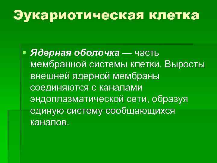 Эукариотическая клетка § Ядерная оболочка — часть мембранной системы клетки. Выросты внешней ядерной мембраны