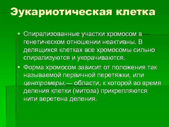 Эукариотическая клетка § Спирализованные участки хромосом в генетическом отношении неактивны. В делящихся клетках все