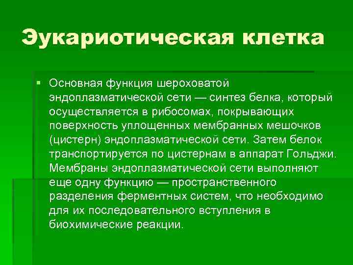 Эукариотическая клетка § Основная функция шероховатой эндоплазматической сети — синтез белка, который осуществляется в
