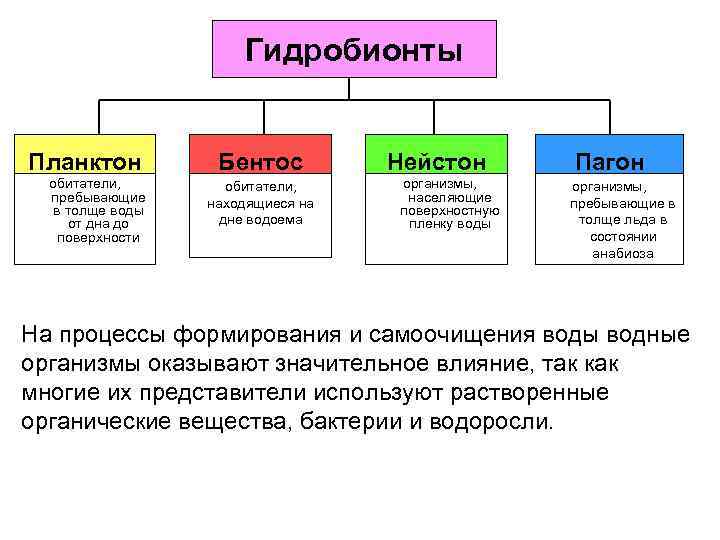 Гидробионты Планктон обитатели, пребывающие в толще воды от дна до поверхности Бентос обитатели, находящиеся