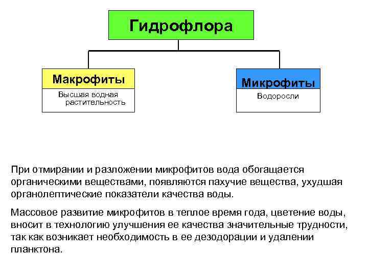 Гидрофлора Макрофиты Высшая водная растительность Микрофиты Водоросли При отмирании и разложении микрофитов вода обогащается