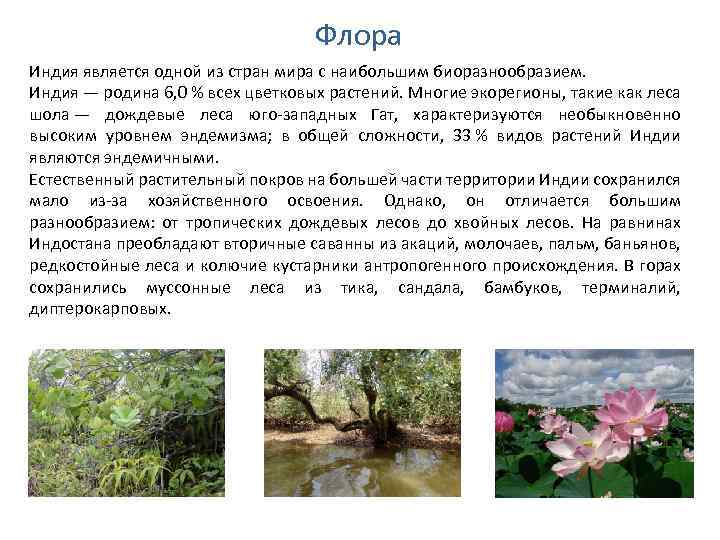 Флора Индия является одной из стран мира с наибольшим биоразнообразием. Индия — родина 6,