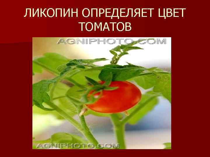 ЛИКОПИН ОПРЕДЕЛЯЕТ ЦВЕТ ТОМАТОВ 
