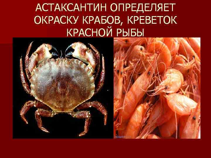 АСТАКСАНТИН ОПРЕДЕЛЯЕТ ОКРАСКУ КРАБОВ, КРЕВЕТОК КРАСНОЙ РЫБЫ 