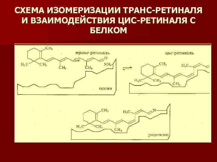 СХЕМА ИЗОМЕРИЗАЦИИ ТРАНС-РЕТИНАЛЯ И ВЗАИМОДЕЙСТВИЯ ЦИС-РЕТИНАЛЯ С БЕЛКОМ 