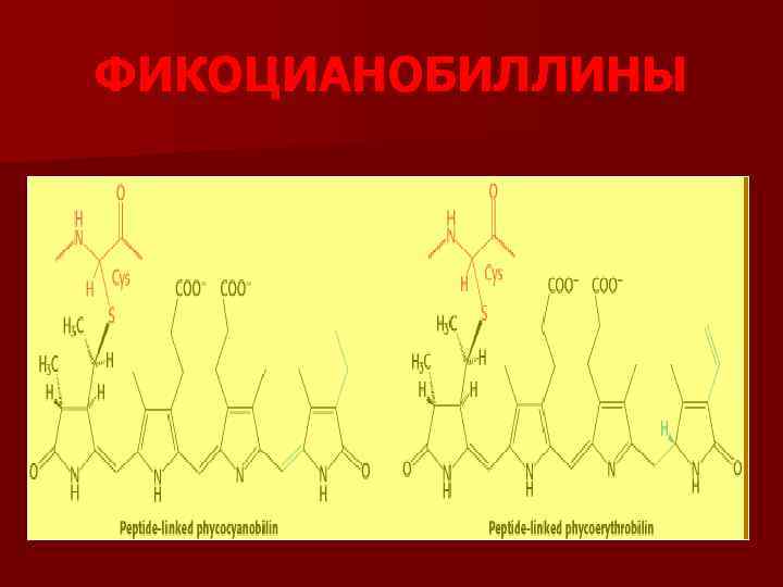 ФИКОЦИАНОБИЛЛИНЫ 