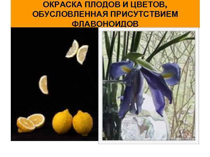 ОКРАСКА ПЛОДОВ И ЦВЕТОВ, ОБУСЛОВЛЕННАЯ ПРИСУТСТВИЕМ ФЛАВОНОИДОВ 
