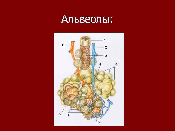 Альвеолы: 