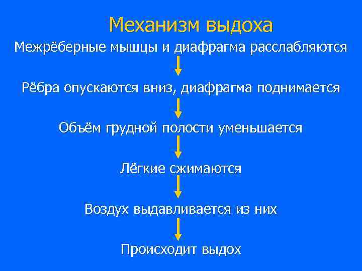 Механизм выдоха Межрёберные мышцы и диафрагма расслабляются Рёбра опускаются вниз, диафрагма поднимается Объём грудной