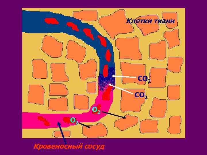 Клетки ткани СО 2 О 2 Кровеносный сосуд 