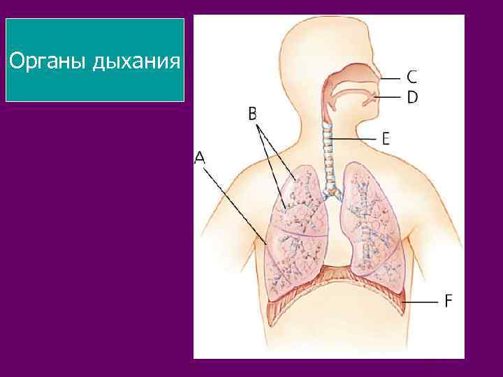 Органы дыхания 
