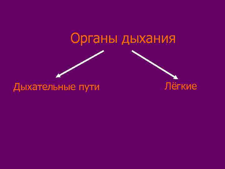 Органы дыхания Дыхательные пути Лёгкие 