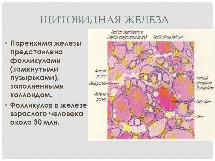 Паренхимы щитовидной. Строение паренхимы щитовидной железы. Клетки паренхимы щитовидной железы. Гетерогенная паренхима щитовидной железы. Паренхима щитовидной железы гистология.