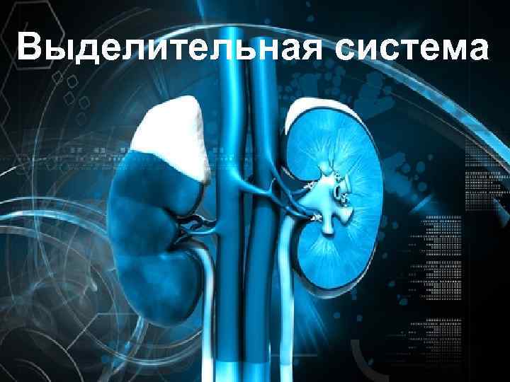 Выделительная система 