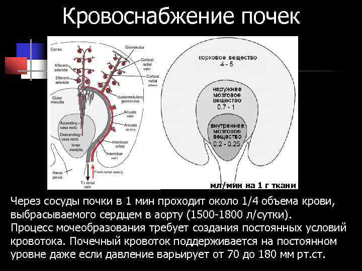 Кровоснабжение почек мл/мин на 1 г ткани Через сосуды почки в 1 мин проходит