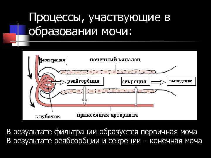 Процессы, участвующие в образовании мочи: В результате фильтрации образуется первичная моча В результате реабсорбции