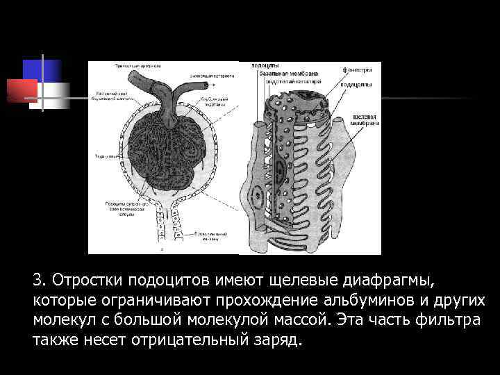 3. Отростки подоцитов имеют щелевые диафрагмы, которые ограничивают прохождение альбуминов и других молекул с