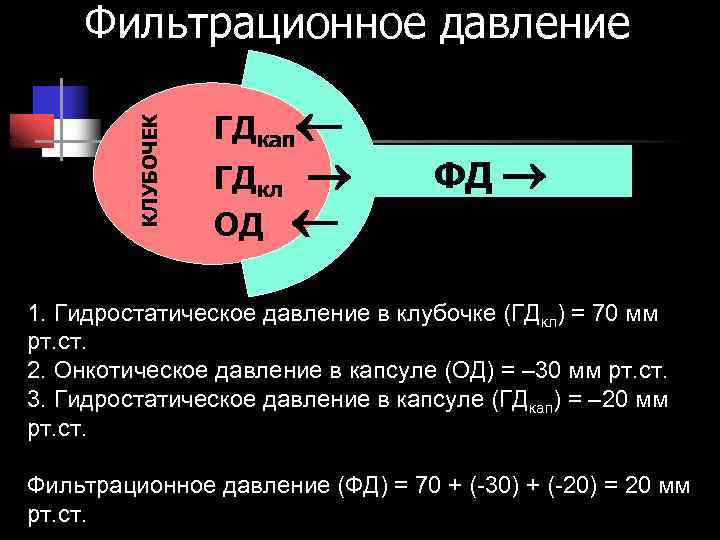 КЛУБОЧЕК Фильтрационное давление ГДкап ГДкл ОД ФД 1. Гидростатическое давление в клубочке (ГДкл) =