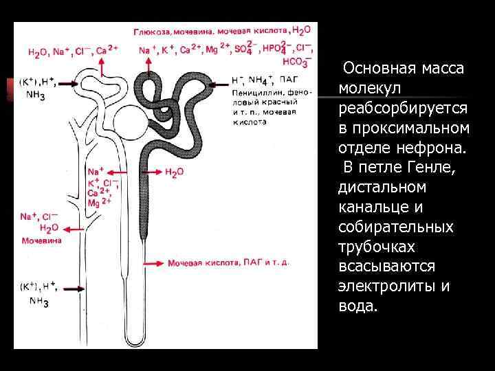 Основная масса молекул реабсорбируется в проксимальном отделе нефрона. В петле Генле, дистальном канальце и